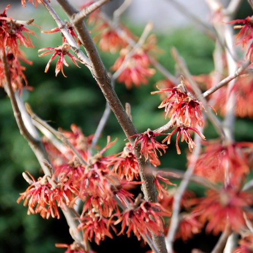 Oczar pośredni DIANE - czerwone zimowe kwiaty