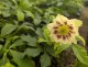 Ciemiernik wchodni DOUBLE ELLEN SPOTTED YELLOW ogrodowy