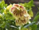 Ciemiernik wchodni DOUBLE ELLEN SPOTTED YELLOW ogrodowy