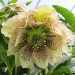 Ciemiernik wchodni DOUBLE ELLEN SPOTTED YELLOW ogrodowy