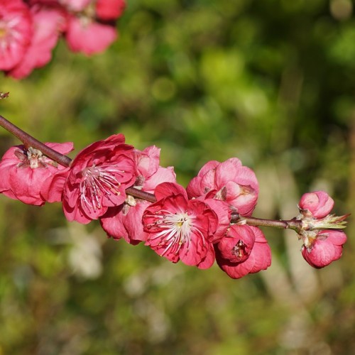 Brzoskwinia ozdobna MELRED - przepiękne kwitnienie jadalne owoce