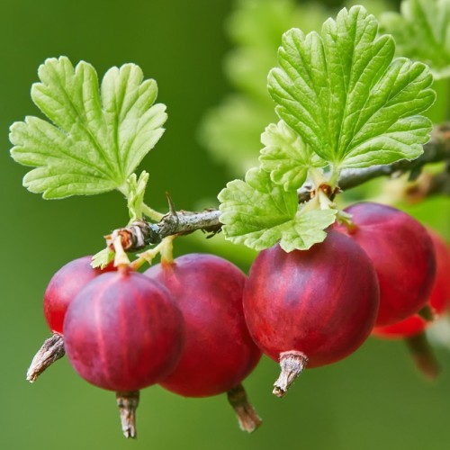 Agrest NA PNIU czerwony bezkolcowy SPINE FREE - sadzonki