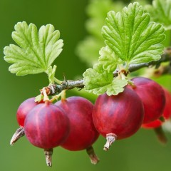 Agrest NA PNIU czerwony bezkolcowy SPINE FREE - sadzonki