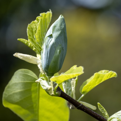 Magnolia BLUE OPAL niebieska - drzewo, krzew sadzonka