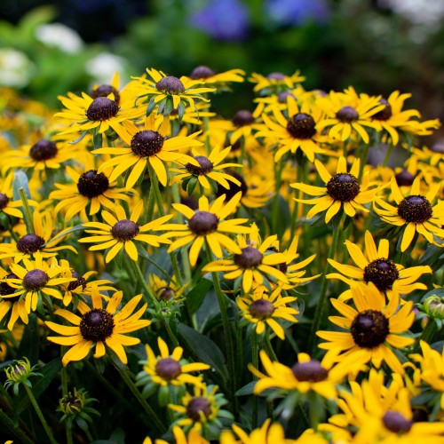 Rudbekia błyskotliwa LITTLE GOLDSTAR wieloletnia sadzonki - żółty kwiat z czarnym środkiem