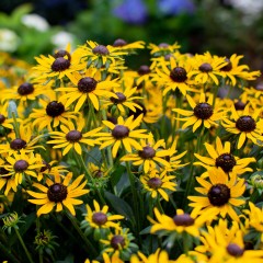 Rudbekia błyskotliwa LITTLE GOLDSTAR wieloletnia sadzonki - żółty kwiat z czarnym środkiem