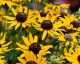 Rudbekia błyskotliwa LITTLE GOLDSTAR wieloletnia sadzonki - żółty kwiat z czarnym środkiem