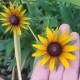 Rudbekia błyskotliwa LITTLE GOLDSTAR wieloletnia sadzonki - żółty kwiat z czarnym środkiem