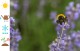 Lawenda wąskolistna Aromatico Blue - aromatyczny dodatek do Twojego ogrodu