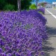 Lawenda wąskolistna Aromatico Blue - aromatyczny dodatek do Twojego ogrodu