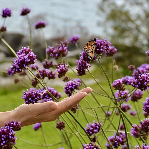 Werbena Patagońska sadzonki verbena bonariensis LOLIPOP