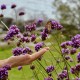 Werbena Patagońska sadzonki verbena bonariensis LOLIPOP