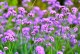 Werbena Patagońska sadzonki verbena bonariensis LOLIPOP