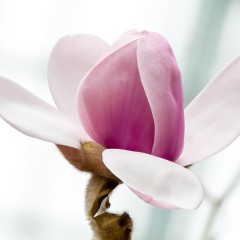 Magnolia ATLAS biała, różowa - drzewo, krzew sadzonka