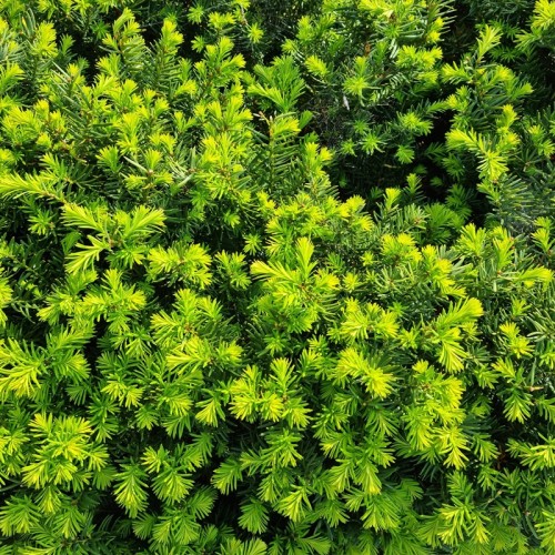 Cis HILLI na żywopłot kolumnowy pośredni