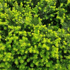 Cis HILLI na żywopłot kolumnowy pośredni