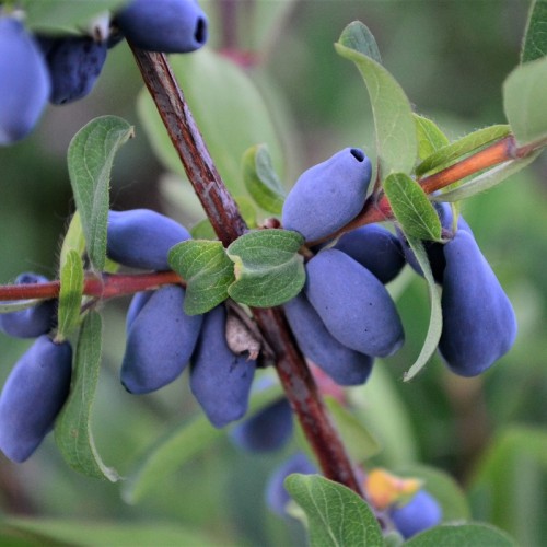 Jagoda kamczacka Vostorg - Pyszne owoce w Twoim ogrodzie!