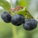 Borówka BLUECROP amerykańska, wysoka - sadzonki 4, 5 letnie