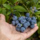 Borówka BLUECROP amerykańska, wysoka - sadzonki 4, 5 letnie