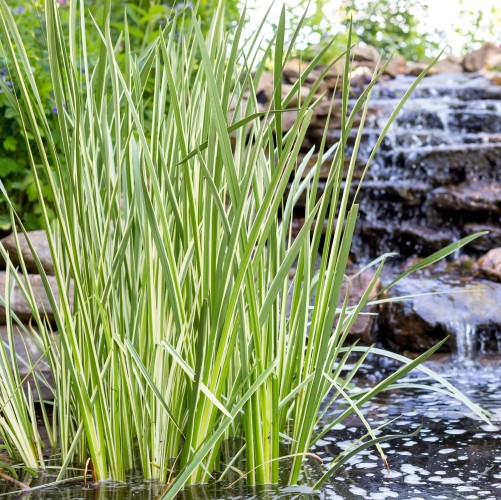 Tatarak trawiasty ARGENTEOSTRIATUS - acorus gramineus