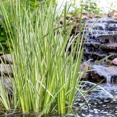 Tatarak trawiasty ARGENTEOSTRIATUS - acorus gramineus