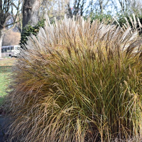 Zdjęcie miskanta chińskiego MELEPARTUS