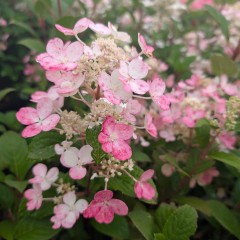 Hortensja bukietowa karłowa LITTLE QUICK FIRE - sadzonki