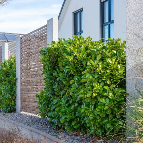 Laurowiśnia NOVITA wschodnia na żywopłot, zimozielona