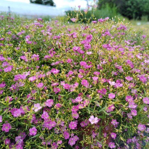 Gipsówka łyszczec, różowa gypsophila TEENY DEEP ROSE