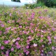 Gipsówka łyszczec, różowa gypsophila TEENY DEEP ROSE