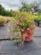 Gipsówka łyszczec, różowa gypsophila TEENY DEEP ROSE