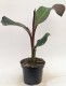 Bananowiec MAURELLI czerwony ensete ventricosum