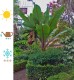 Bananowiec MAURELLI czerwony ensete ventricosum
