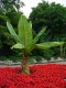 Bananowiec MAURELLI czerwony ensete ventricosum