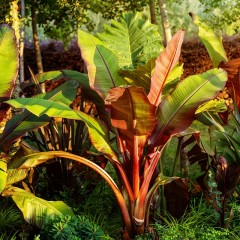 Bananowiec MAURELLI czerwony ensete ventricosum