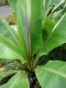 Bananowiec MAURELLI czerwony ensete ventricosum