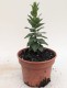 Rozwar wielkokwiatowy ASTRA WHITE platycodon grandiflorus