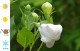 Rozwar wielkokwiatowy ASTRA WHITE platycodon grandiflorus
