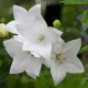 Rozwar wielkokwiatowy ASTRA WHITE platycodon grandiflorus