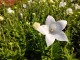 Rozwar wielkokwiatowy ASTRA WHITE platycodon grandiflorus
