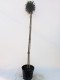 Sosna NA PNIU szczepiona VARELLA - górska, kosodrzewina sadzonki