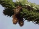 Araukaria CHILIJSKA małpie drzewo araucaria araucana Igława