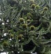 Araukaria CHILIJSKA małpie drzewo araucaria araucana Igława