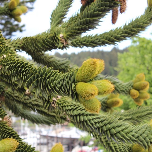 Araukaria CHILIJSKA małpie drzewo araucaria araucana Igława