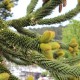 Araukaria CHILIJSKA małpie drzewo araucaria araucana Igława
