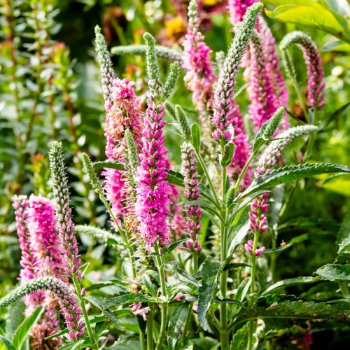 Przetacznik różowy długolistny, kłosowy veronica longifolia RONICA FUCHSIA