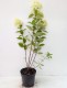Hortensja bukietowa LIMELIGHT - sadzonka 3 l