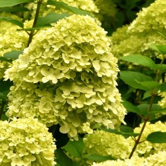 Hortensja bukietowa LIMELIGHT - sadzonka 3 l