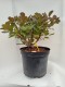 Perukowiec ROYAL PURPLE czerwony podolski cotinus coggygria