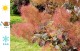 Perukowiec ROYAL PURPLE czerwony podolski cotinus coggygria